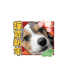 コーギー犬 とらまるくん（個別スタンプ：16）