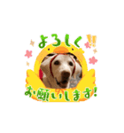 ゆりちゃんのsutanpu（個別スタンプ：4）