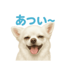 夏だ！リアルすぎるチワワのLINEスタンプ（個別スタンプ：1）