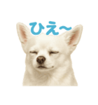 夏だ！リアルすぎるチワワのLINEスタンプ（個別スタンプ：2）