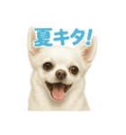 夏だ！リアルすぎるチワワのLINEスタンプ（個別スタンプ：3）