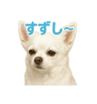 夏だ！リアルすぎるチワワのLINEスタンプ（個別スタンプ：4）