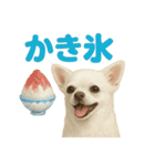 夏だ！リアルすぎるチワワのLINEスタンプ（個別スタンプ：5）