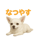 夏だ！リアルすぎるチワワのLINEスタンプ（個別スタンプ：6）