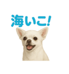 夏だ！リアルすぎるチワワのLINEスタンプ（個別スタンプ：7）