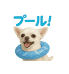 夏だ！リアルすぎるチワワのLINEスタンプ（個別スタンプ：8）