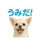 夏だ！リアルすぎるチワワのLINEスタンプ（個別スタンプ：9）