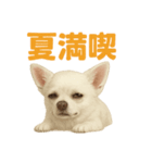 夏だ！リアルすぎるチワワのLINEスタンプ（個別スタンプ：10）