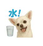 夏だ！リアルすぎるチワワのLINEスタンプ（個別スタンプ：11）