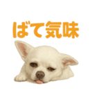 夏だ！リアルすぎるチワワのLINEスタンプ（個別スタンプ：12）
