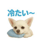 夏だ！リアルすぎるチワワのLINEスタンプ（個別スタンプ：13）