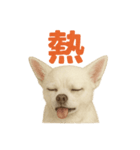 夏だ！リアルすぎるチワワのLINEスタンプ（個別スタンプ：14）
