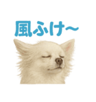 夏だ！リアルすぎるチワワのLINEスタンプ（個別スタンプ：16）