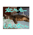 うちのねこ！たち（個別スタンプ：2）