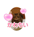 うちのねこ！たち（個別スタンプ：3）