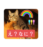 うちのねこ！たち（個別スタンプ：5）