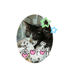 うちのねこ！たち（個別スタンプ：7）