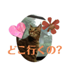 うちのねこ！たち（個別スタンプ：8）