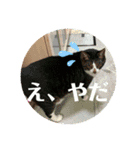 うちのねこ！たち（個別スタンプ：9）