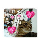 うちのねこ！たち（個別スタンプ：12）
