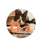 うちのねこ！たち（個別スタンプ：13）