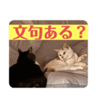 うちのねこ！たち（個別スタンプ：16）