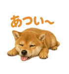 リアルすぎる豆柴！夏に使いたい柴犬編（個別スタンプ：1）