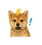 リアルすぎる豆柴！夏に使いたい柴犬編（個別スタンプ：2）