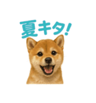 リアルすぎる豆柴！夏に使いたい柴犬編（個別スタンプ：3）