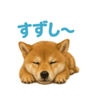 リアルすぎる豆柴！夏に使いたい柴犬編（個別スタンプ：4）