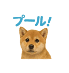 リアルすぎる豆柴！夏に使いたい柴犬編（個別スタンプ：8）