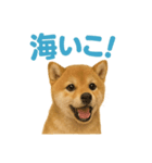 リアルすぎる豆柴！夏に使いたい柴犬編（個別スタンプ：9）