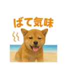 リアルすぎる豆柴！夏に使いたい柴犬編（個別スタンプ：11）