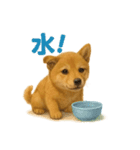 リアルすぎる豆柴！夏に使いたい柴犬編（個別スタンプ：12）