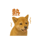 リアルすぎる豆柴！夏に使いたい柴犬編（個別スタンプ：13）