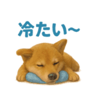 リアルすぎる豆柴！夏に使いたい柴犬編（個別スタンプ：14）