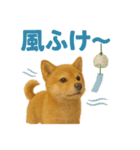 リアルすぎる豆柴！夏に使いたい柴犬編（個別スタンプ：15）