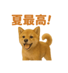 リアルすぎる豆柴！夏に使いたい柴犬編（個別スタンプ：16）