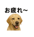 リアルすぎ！ラブラドールレトリバー仕事編（個別スタンプ：12）