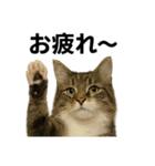 ノルウェージャンフォレストキャットお仕事（個別スタンプ：3）