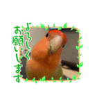 きいちゃんの日常会話スタンプ（個別スタンプ：3）