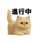 リアルすぎる！ペルシャ猫のお仕事スタンプ（個別スタンプ：7）