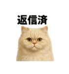 リアルすぎる！ペルシャ猫のお仕事スタンプ（個別スタンプ：8）