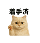 リアルすぎる！ペルシャ猫のお仕事スタンプ（個別スタンプ：10）
