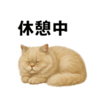 リアルすぎる！ペルシャ猫のお仕事スタンプ（個別スタンプ：11）