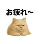 リアルすぎる！ペルシャ猫のお仕事スタンプ（個別スタンプ：13）
