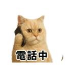 リアルすぎる！ペルシャ猫のお仕事スタンプ（個別スタンプ：16）