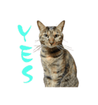 キジトラねこ、ミコ 3（個別スタンプ：1）