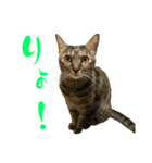 キジトラねこ、ミコ 3（個別スタンプ：3）
