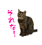 キジトラねこ、ミコ 3（個別スタンプ：4）
